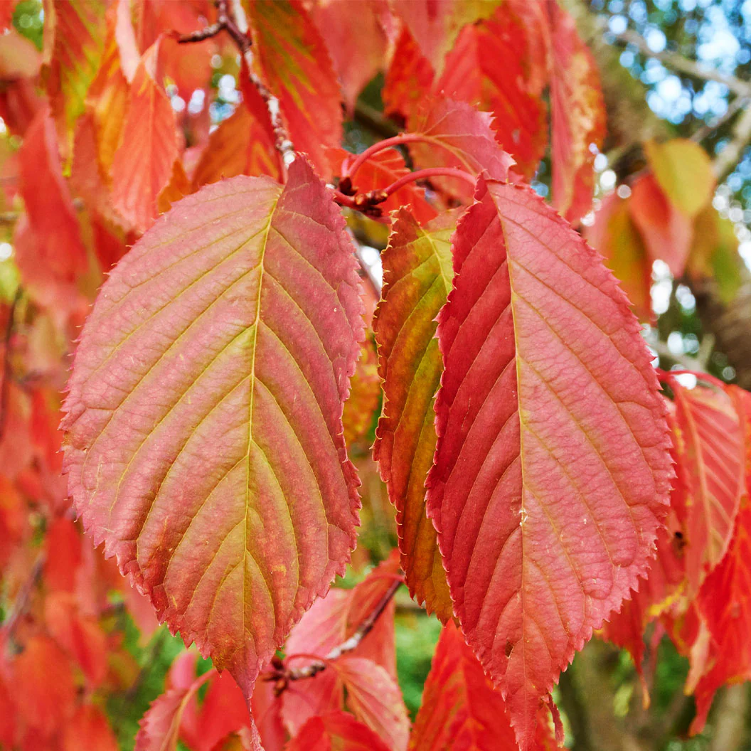 American Hornbeam Tree - Image 5