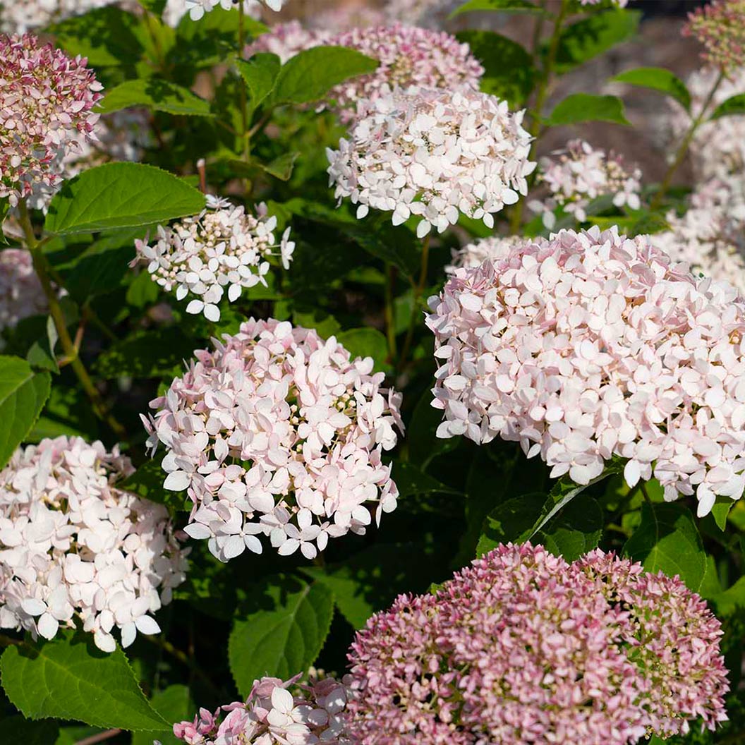 American Lace™ Pink Smooth Hydrangea Shrub - Image 2