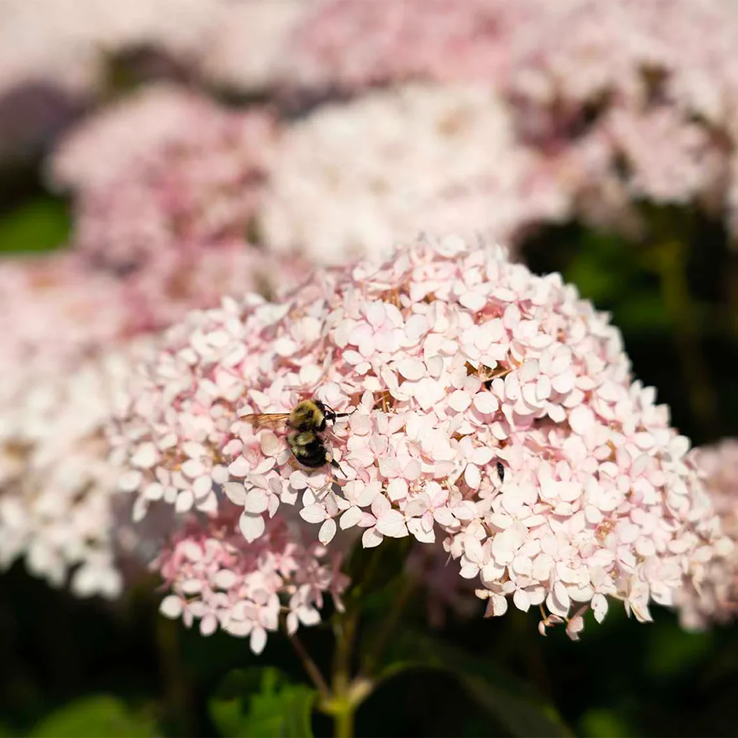 American Lace™ Pink Smooth Hydrangea Shrub - Image 3