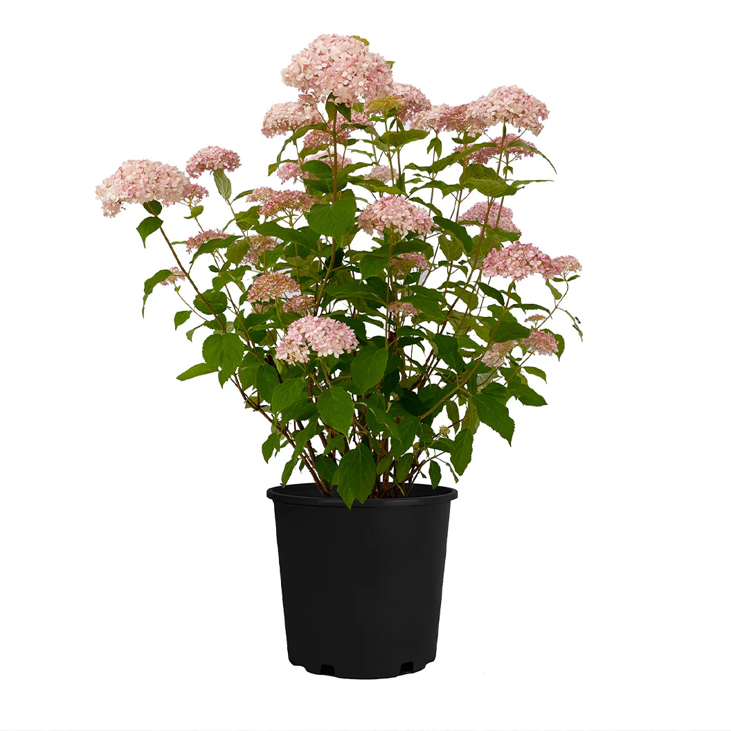 American Lace™ Pink Smooth Hydrangea Shrub - Image 4