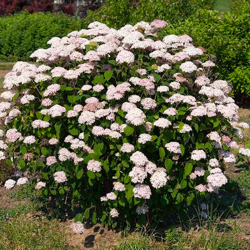 American Lace™ Pink Smooth Hydrangea Shrub - Image 5
