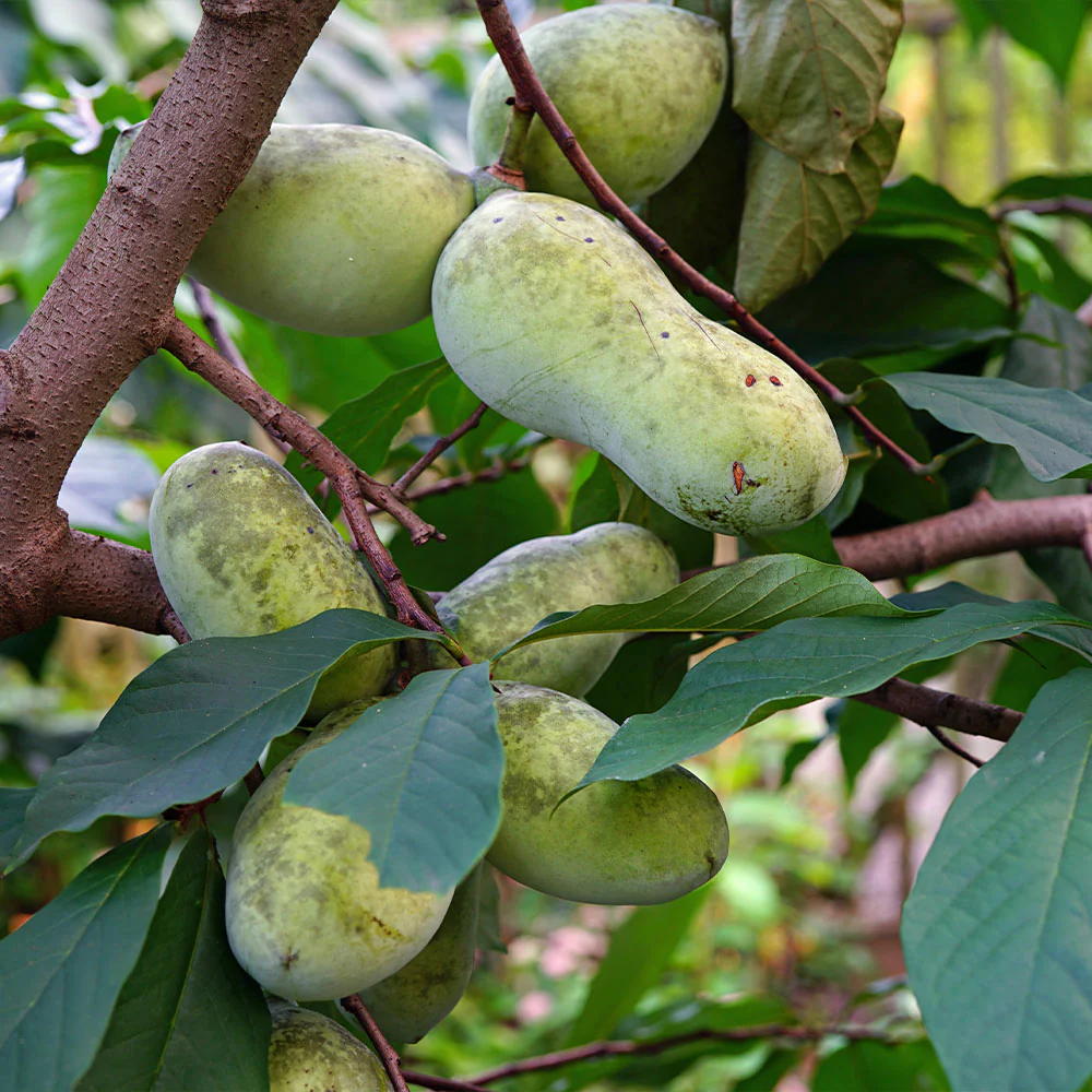 American Paw Paw Tree - Image 2
