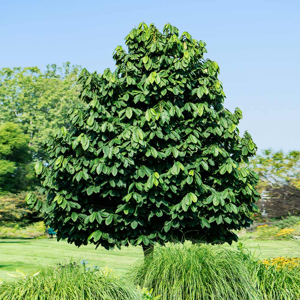 American Paw Paw Tree - Image 3