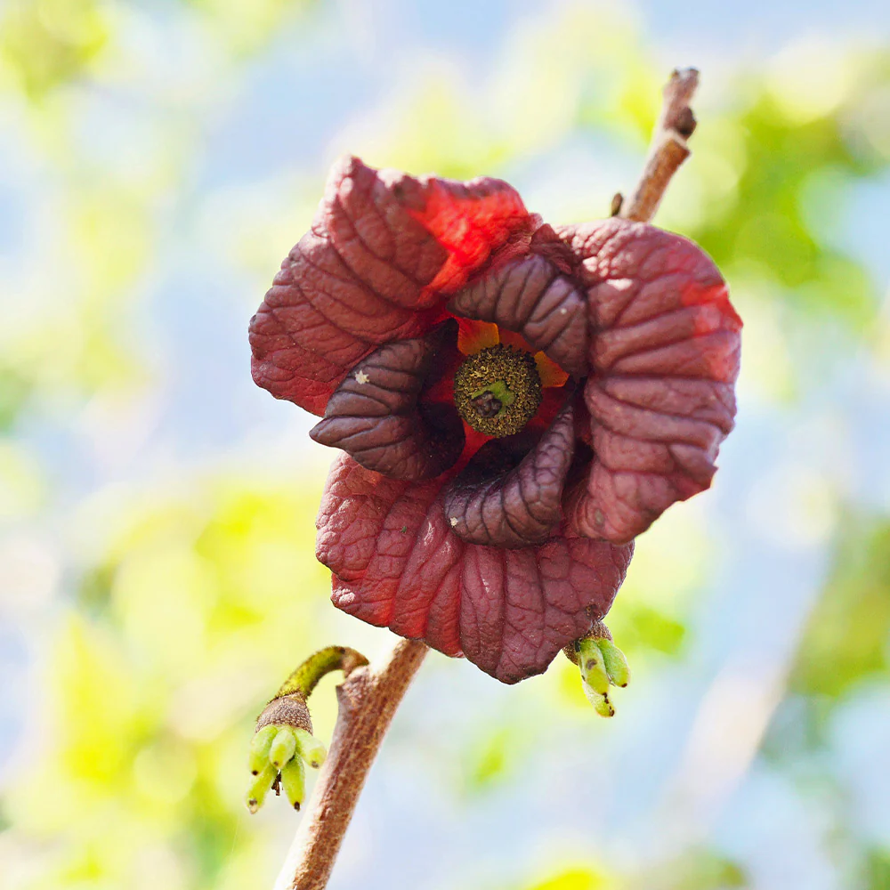 American Paw Paw Tree - Image 4