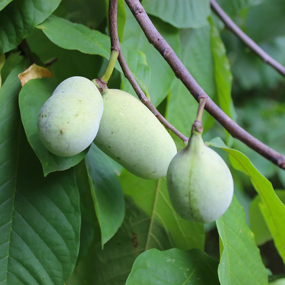 American Paw Paw Tree - Image 5