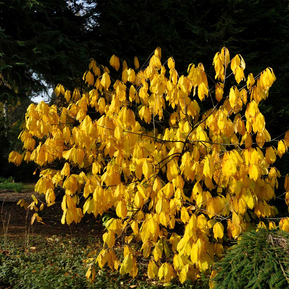 American Paw Paw Tree - Image 6
