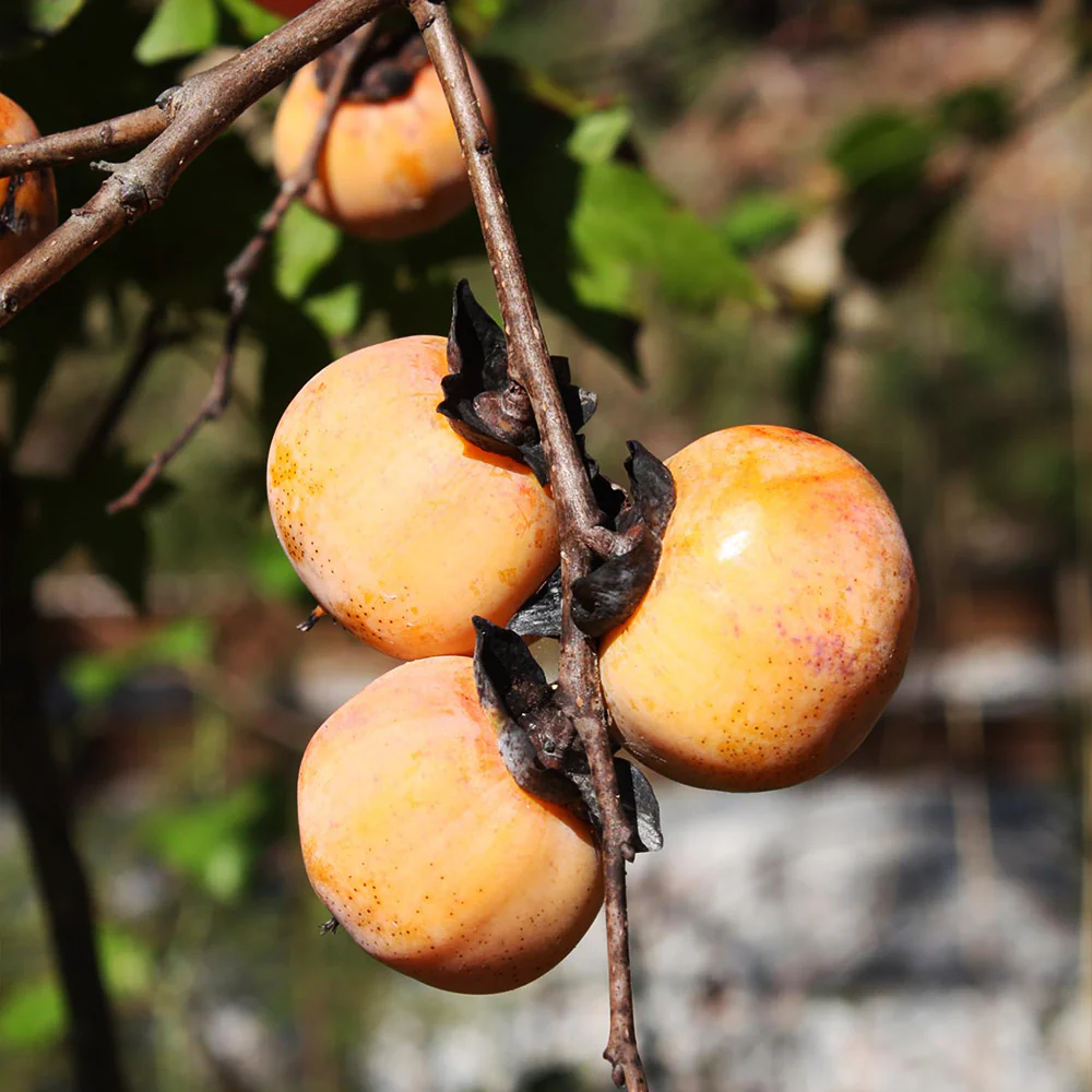 American Persimmon Tree - Image 2