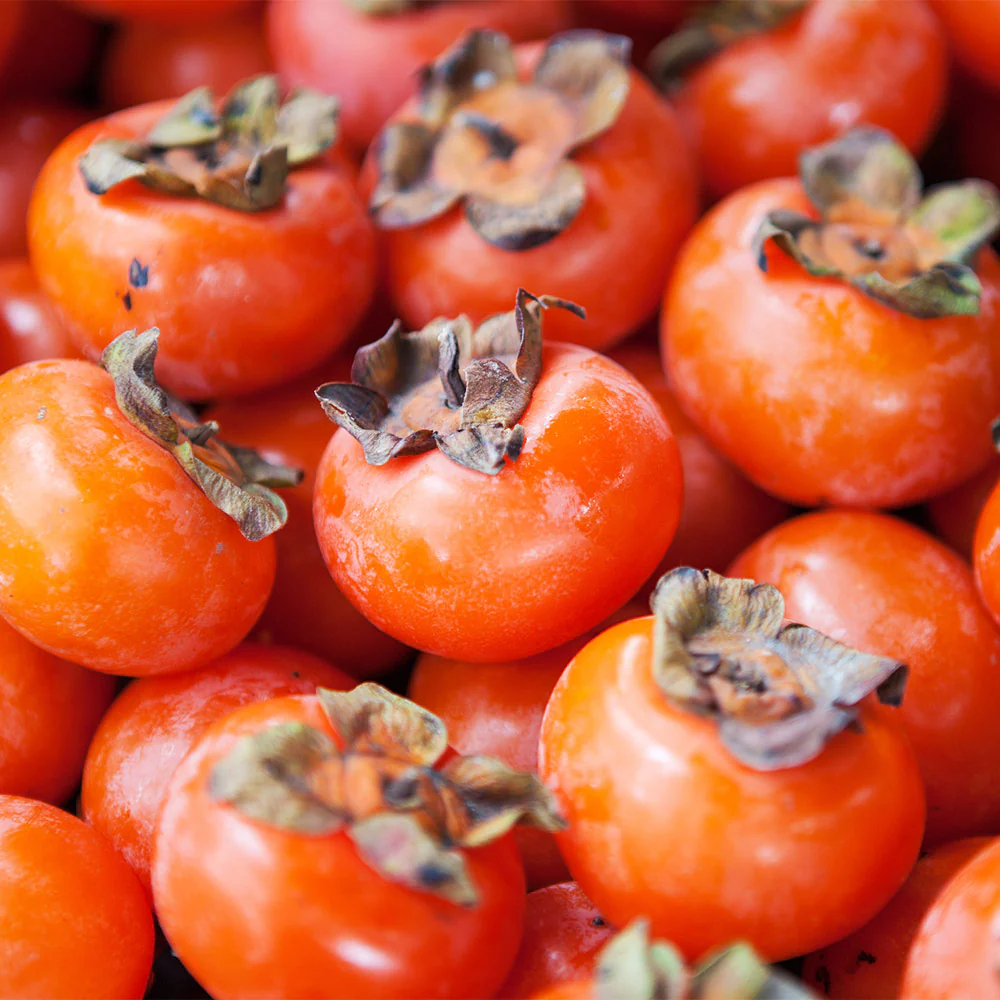 American Persimmon Tree - Image 3