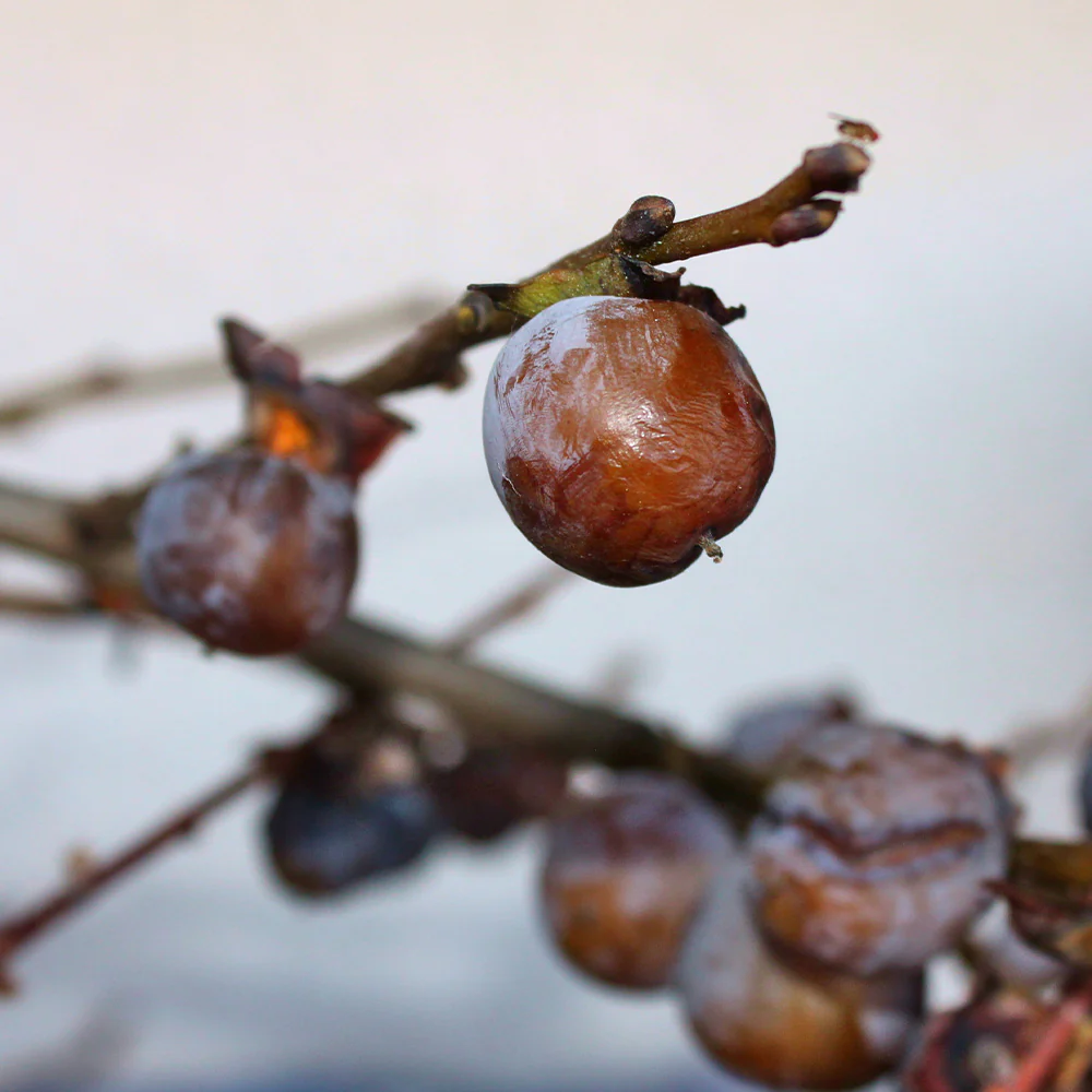 American Persimmon Tree - Image 4