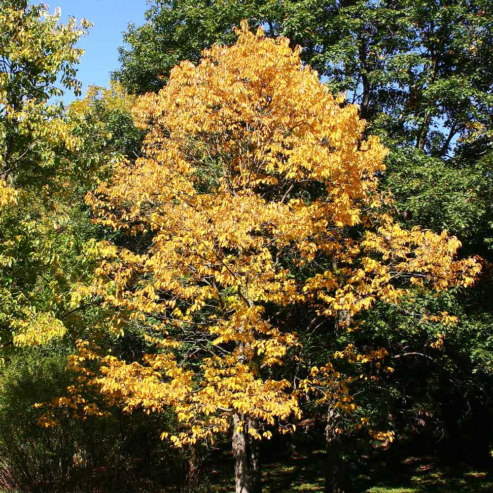 American Persimmon Tree - Image 6