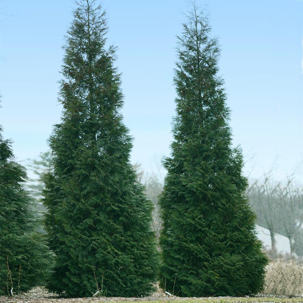 Full Speed A Hedge® American Pillar Arborvitae - Image 3