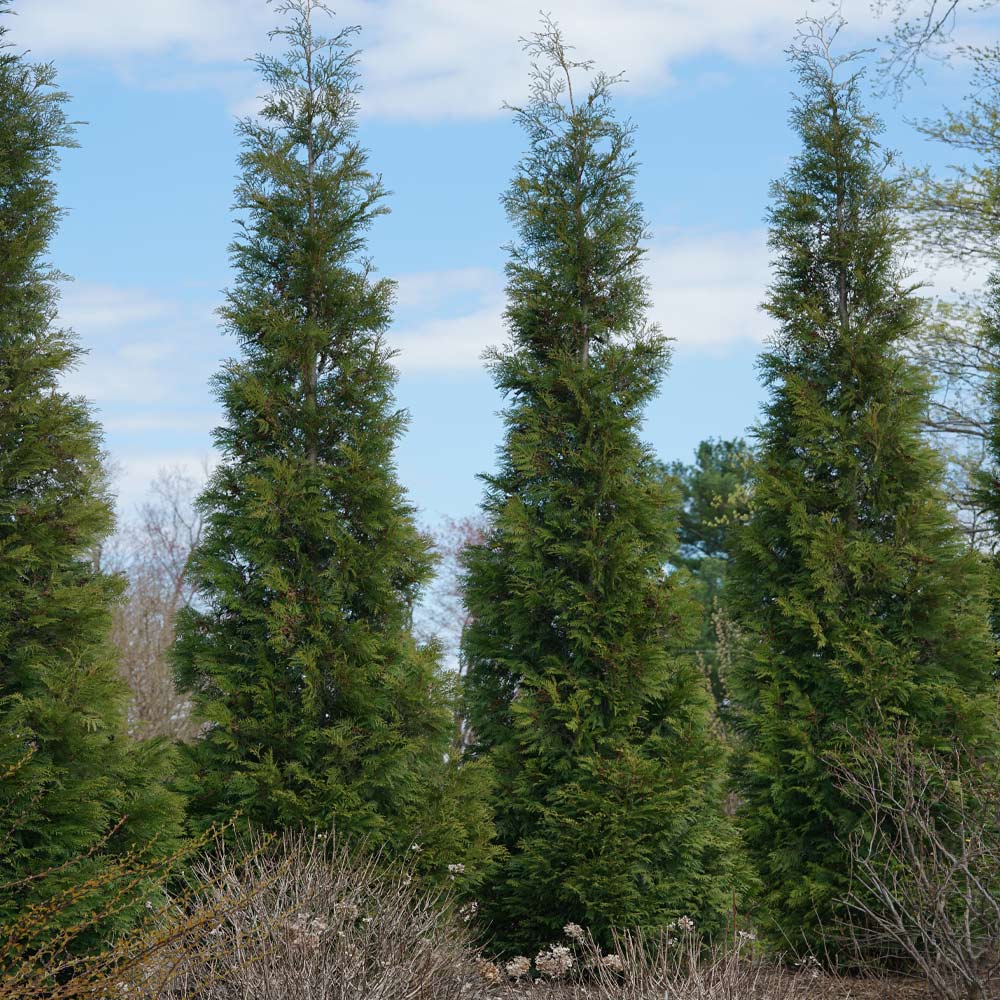 Full Speed A Hedge® American Pillar Arborvitae - Image 5