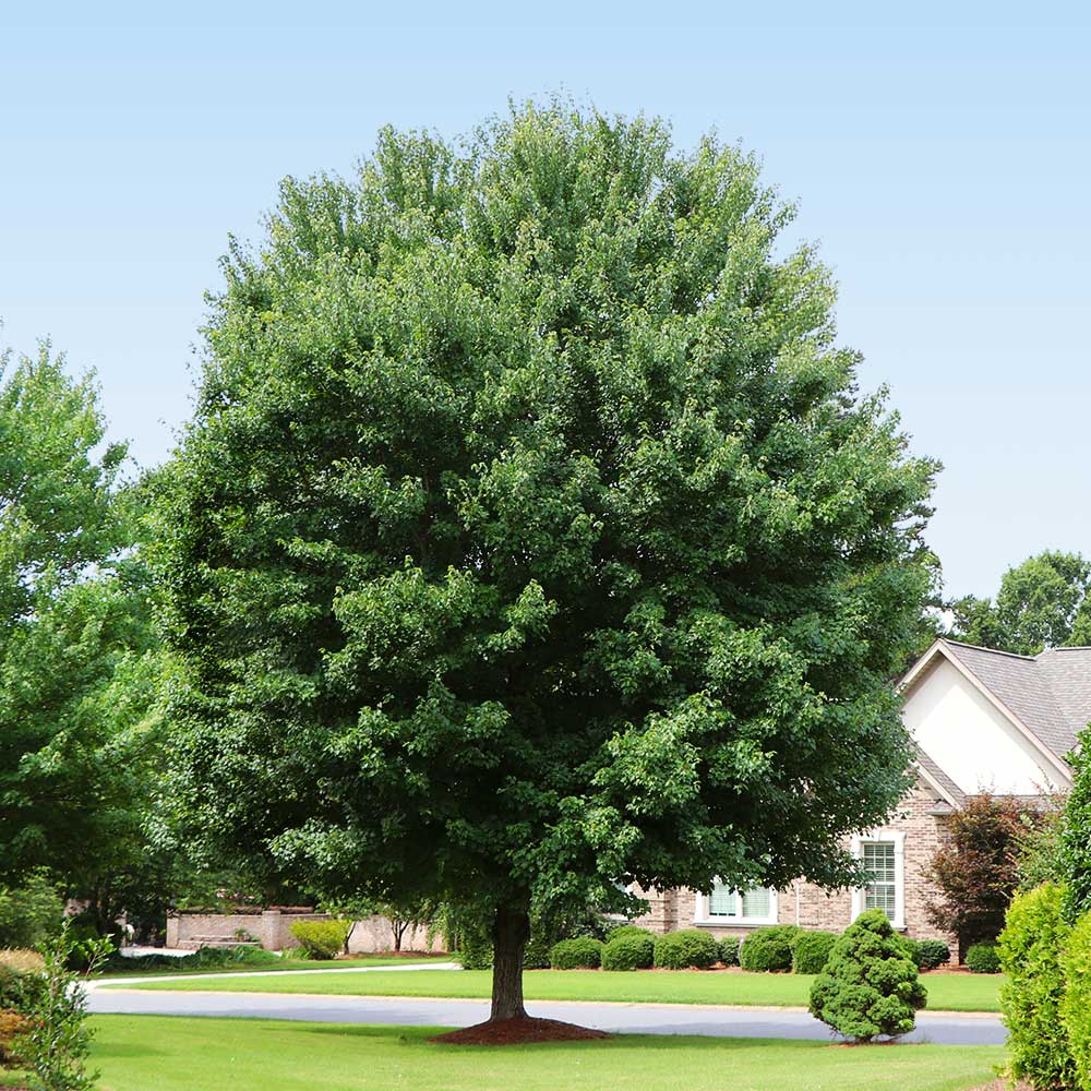 American Red Maple Tree - Image 4