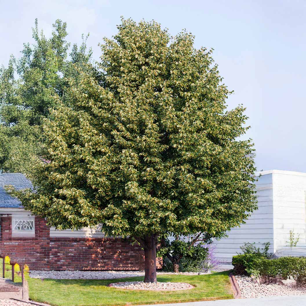 American Sentry™ Linden Tree - Image 2