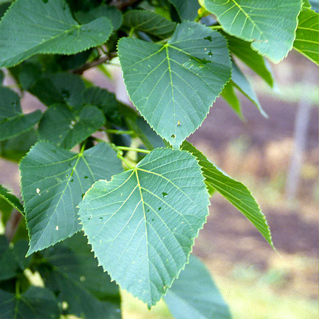 American Sentry™ Linden Tree - Image 3