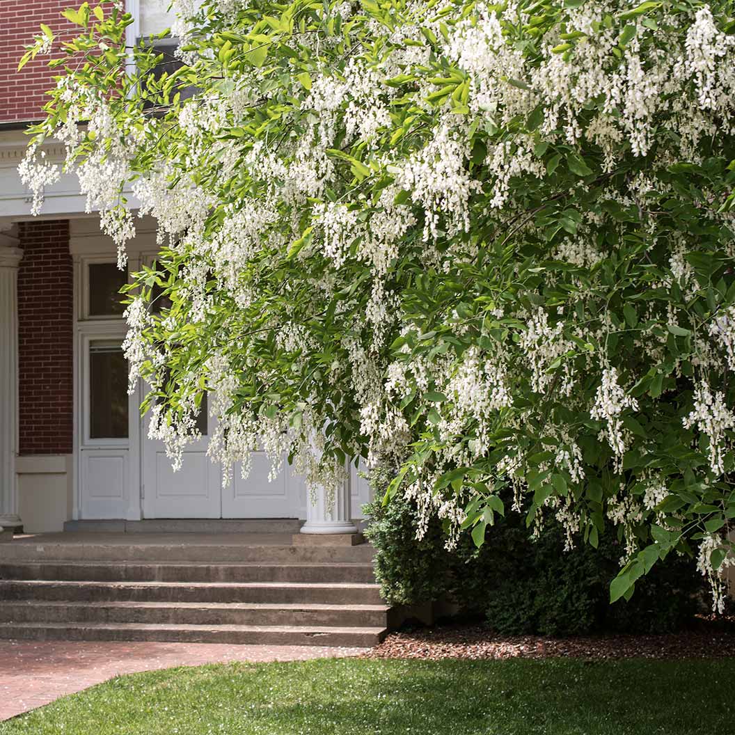 American Yellowwood Tree - Image 2