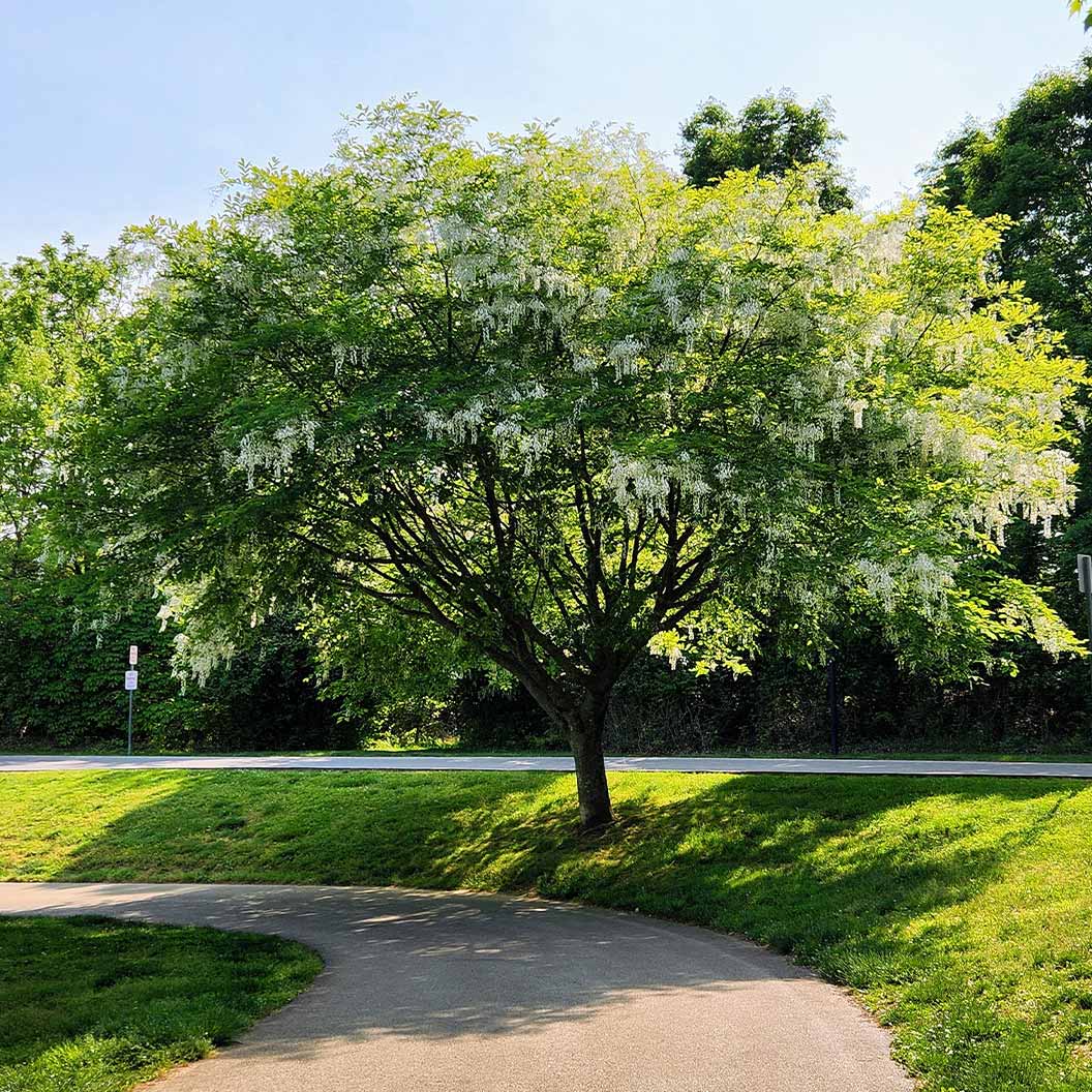 American Yellowwood Tree - Image 3