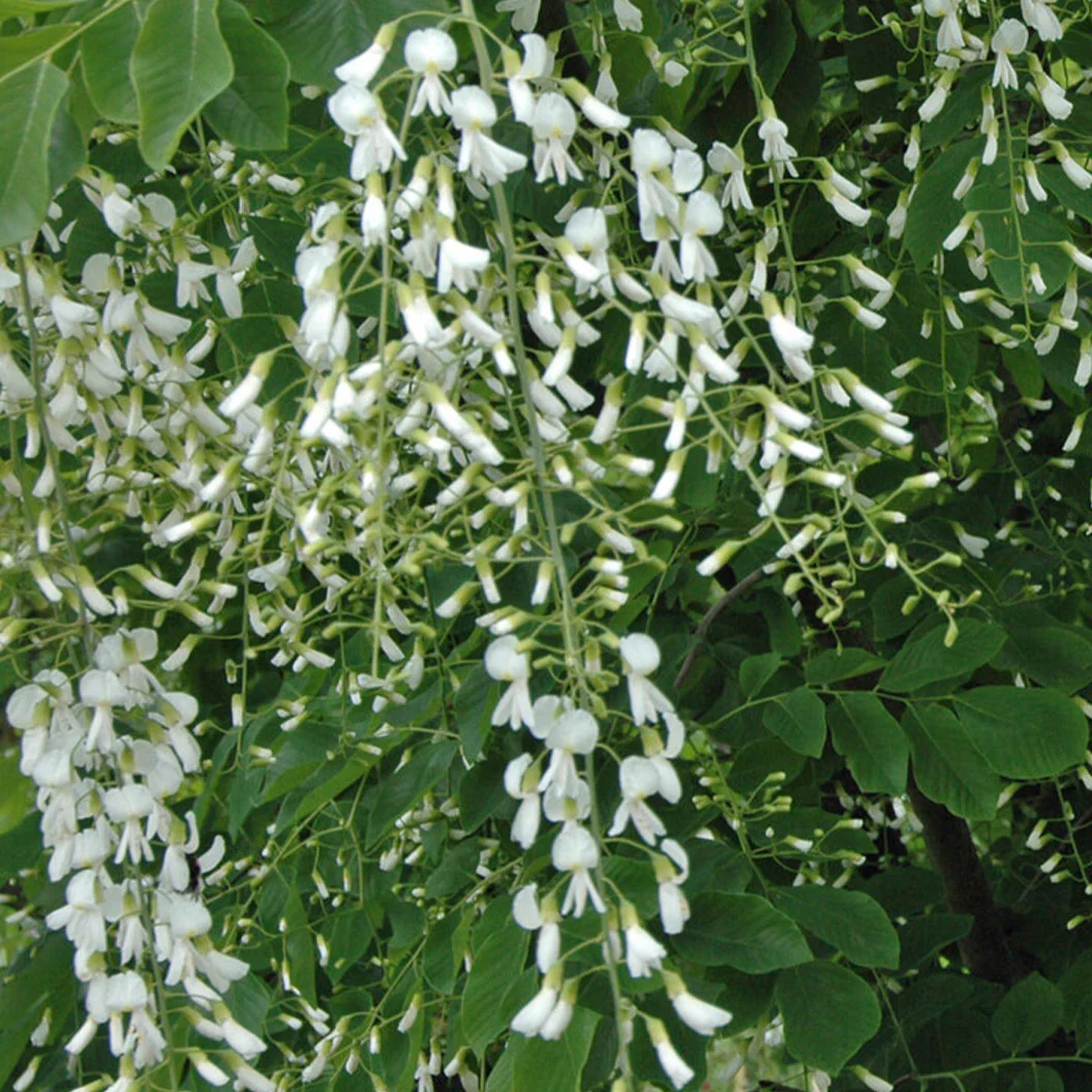 American Yellowwood Tree - Image 4