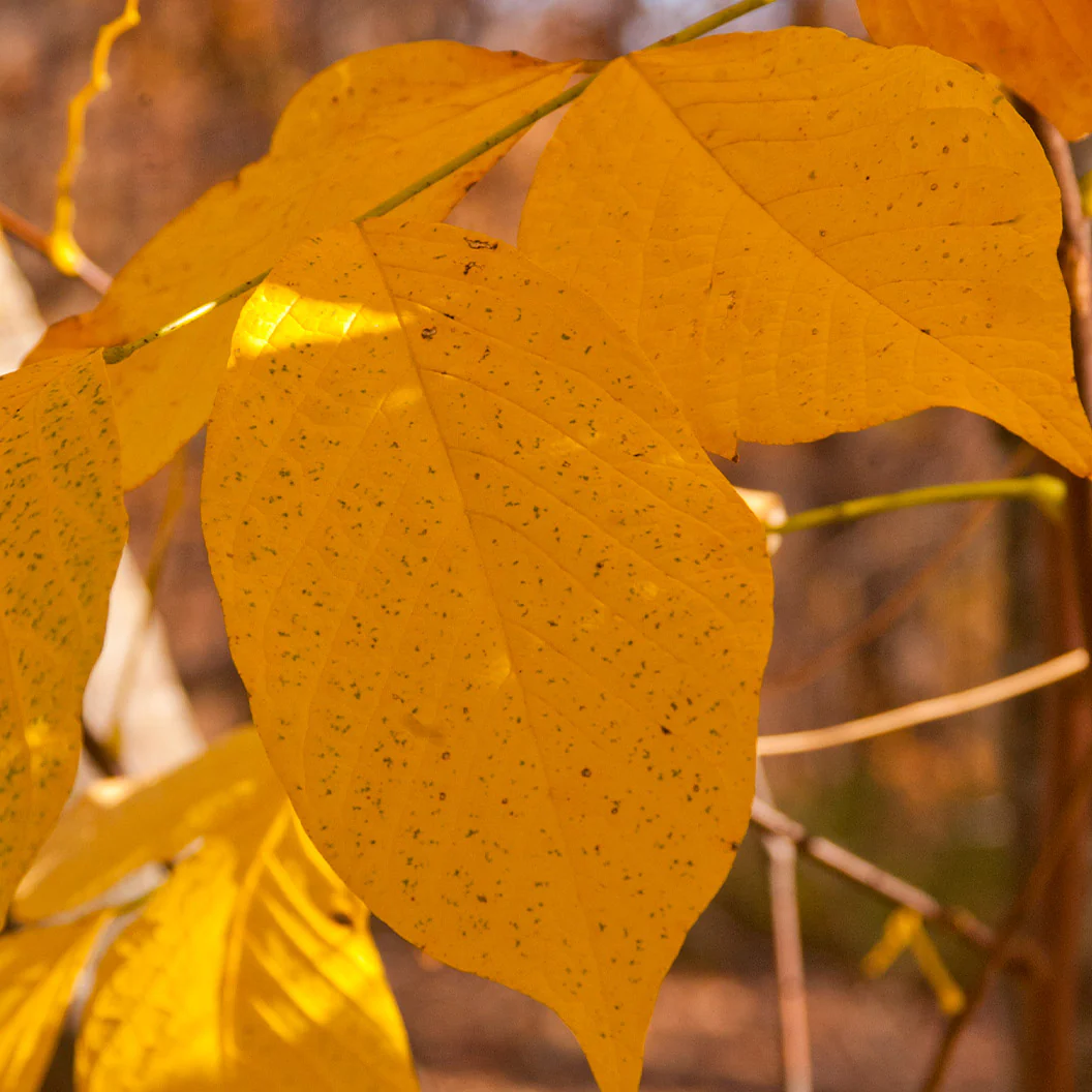 American Yellowwood Tree - Image 5
