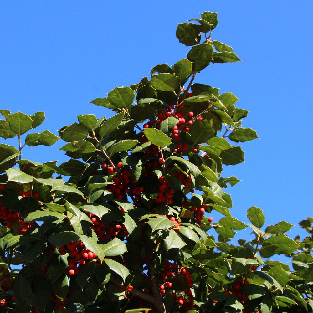 American Holly Shrub - Image 3