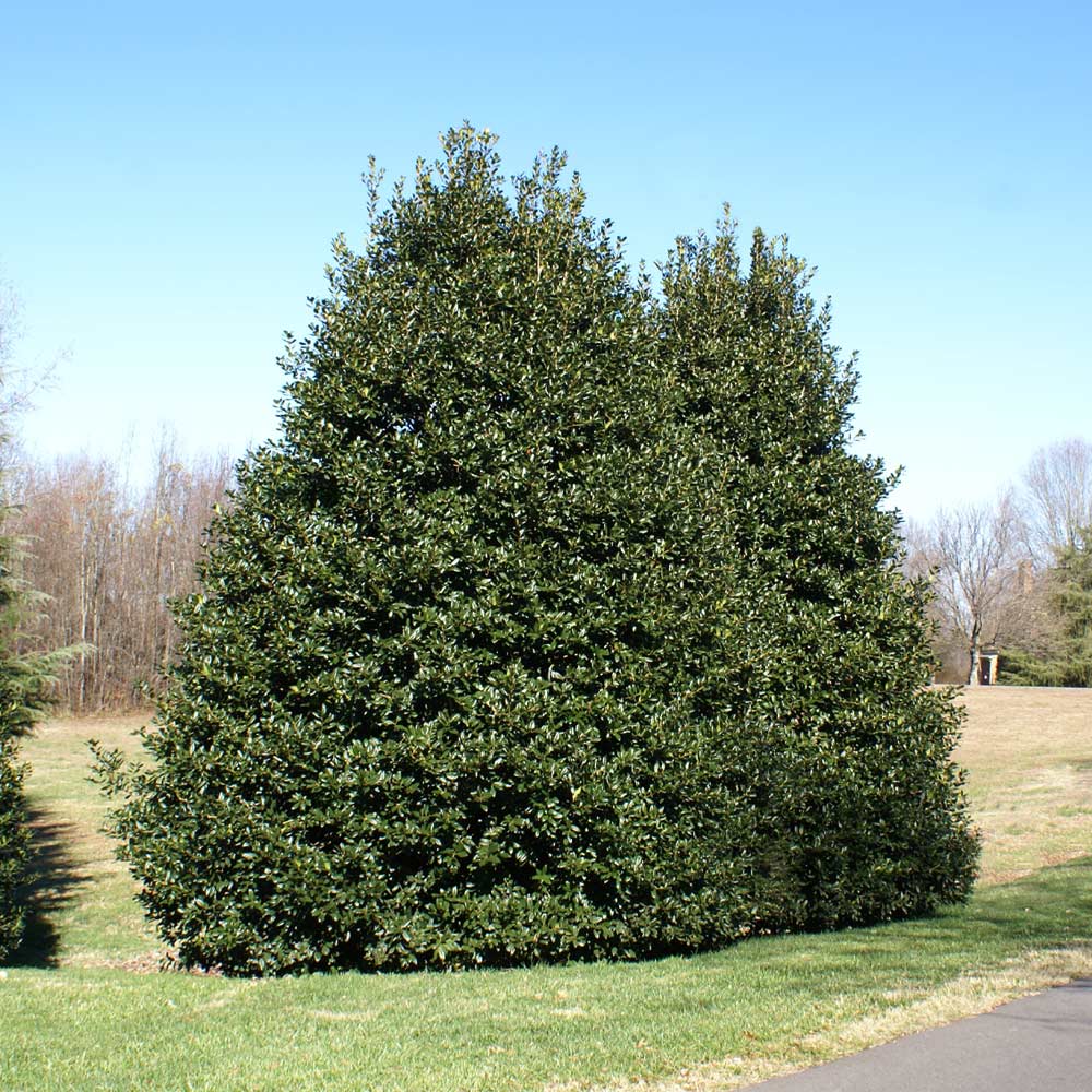 American Holly Shrub - Image 4