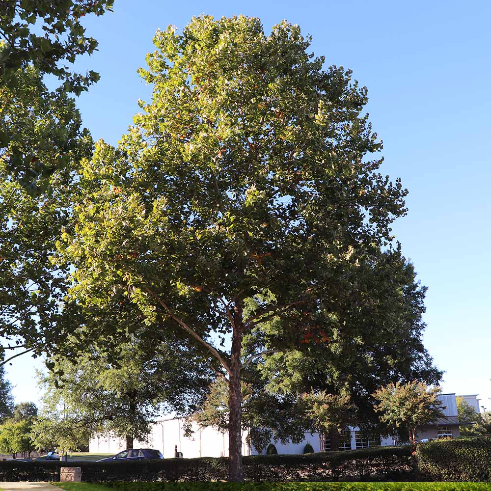 American Sycamore Tree - Image 3