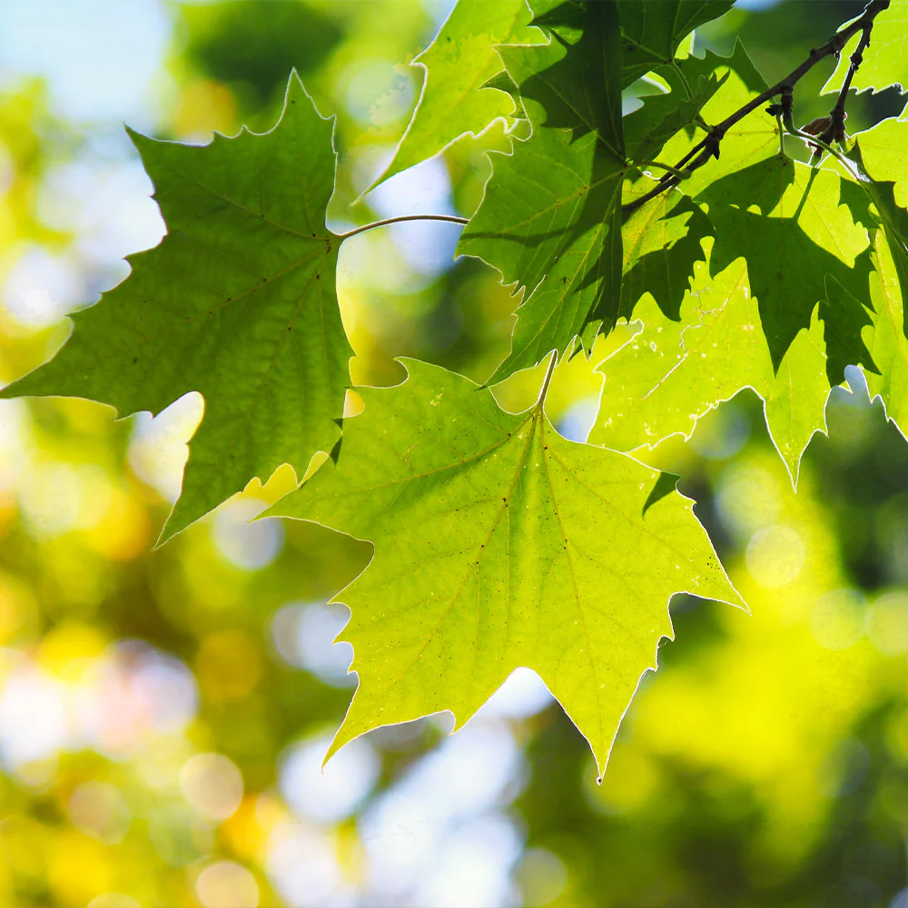 American Sycamore Tree - Image 4