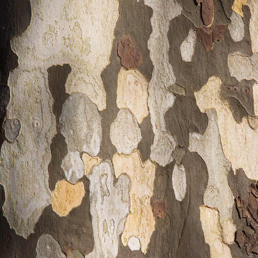American Sycamore Tree - Image 5