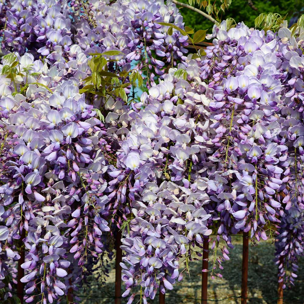 Amethyst Falls Wisteria Vine - Image 3