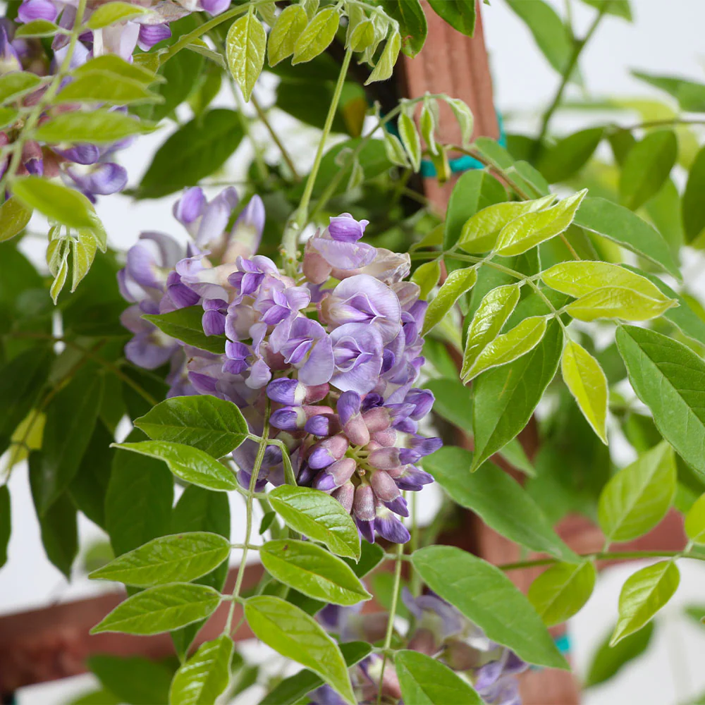 Amethyst Falls Wisteria Vine - Image 4