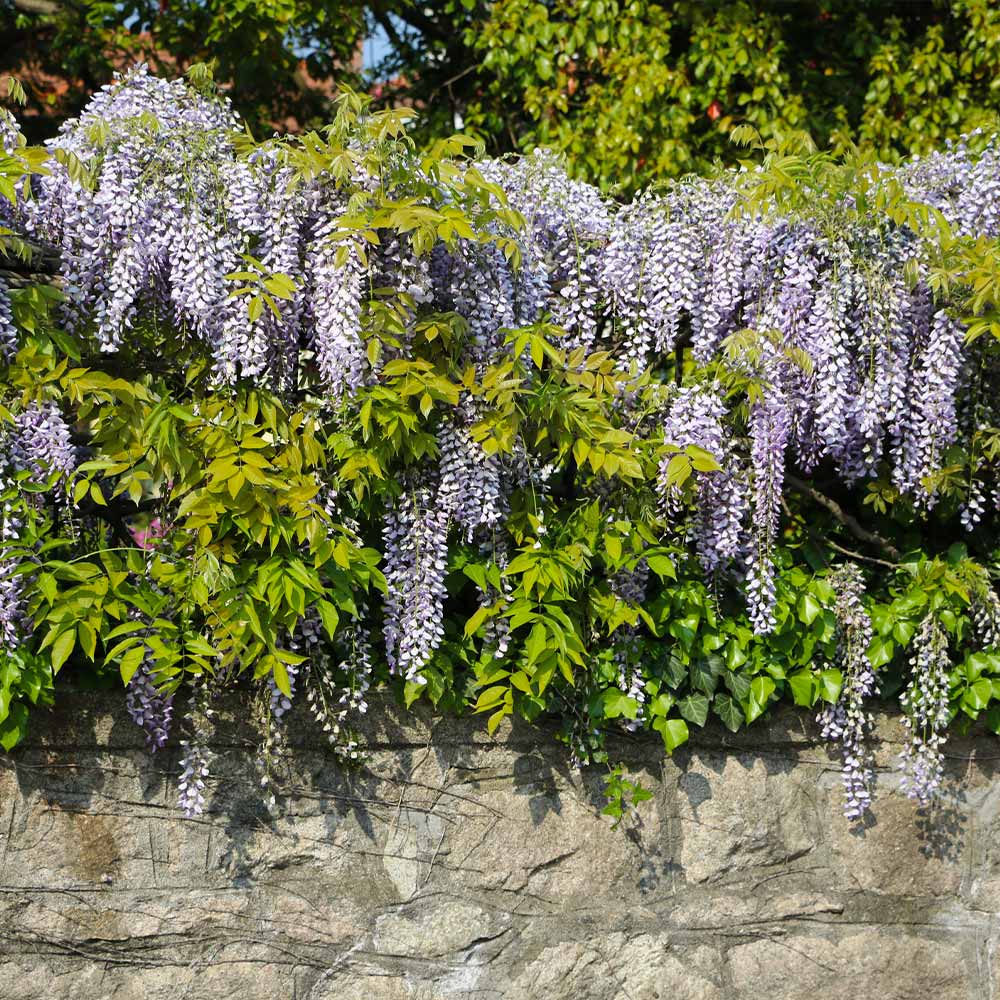 Amethyst Falls Wisteria Vine - Image 5