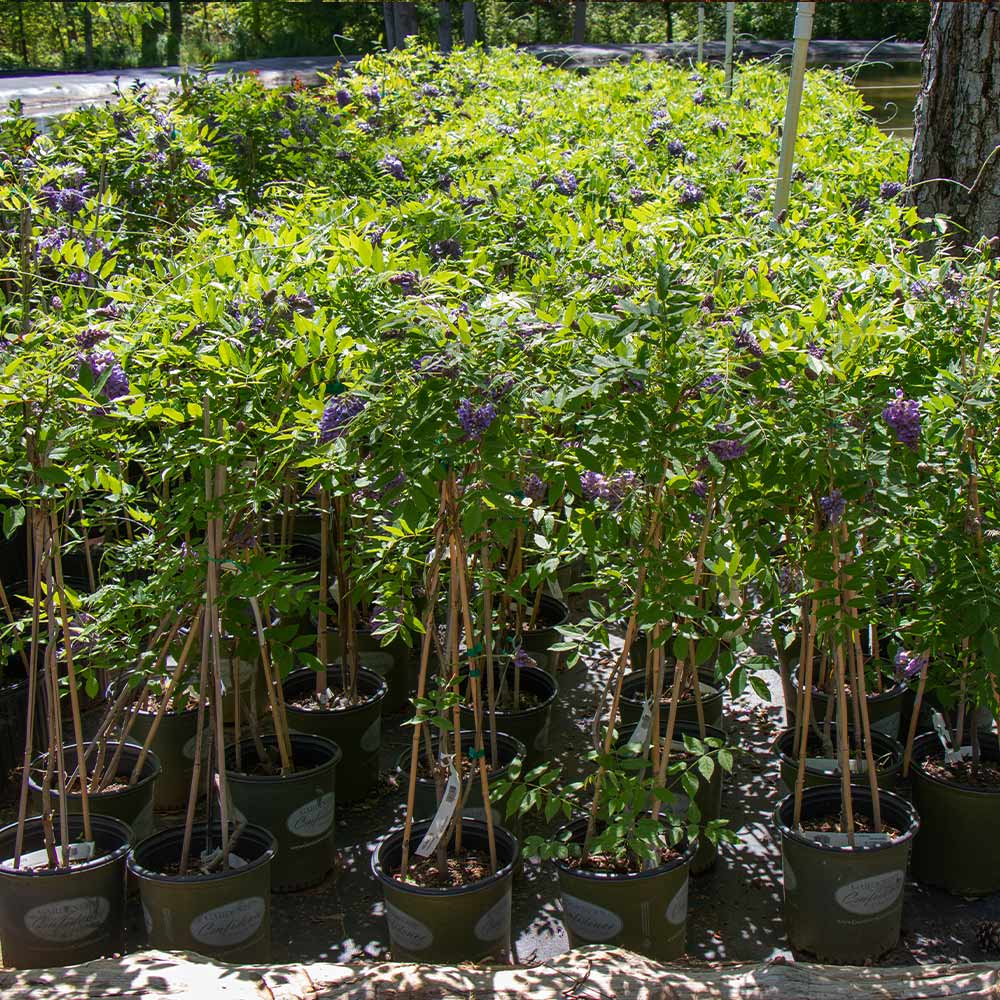 Amethyst Falls Wisteria Vine - Image 7