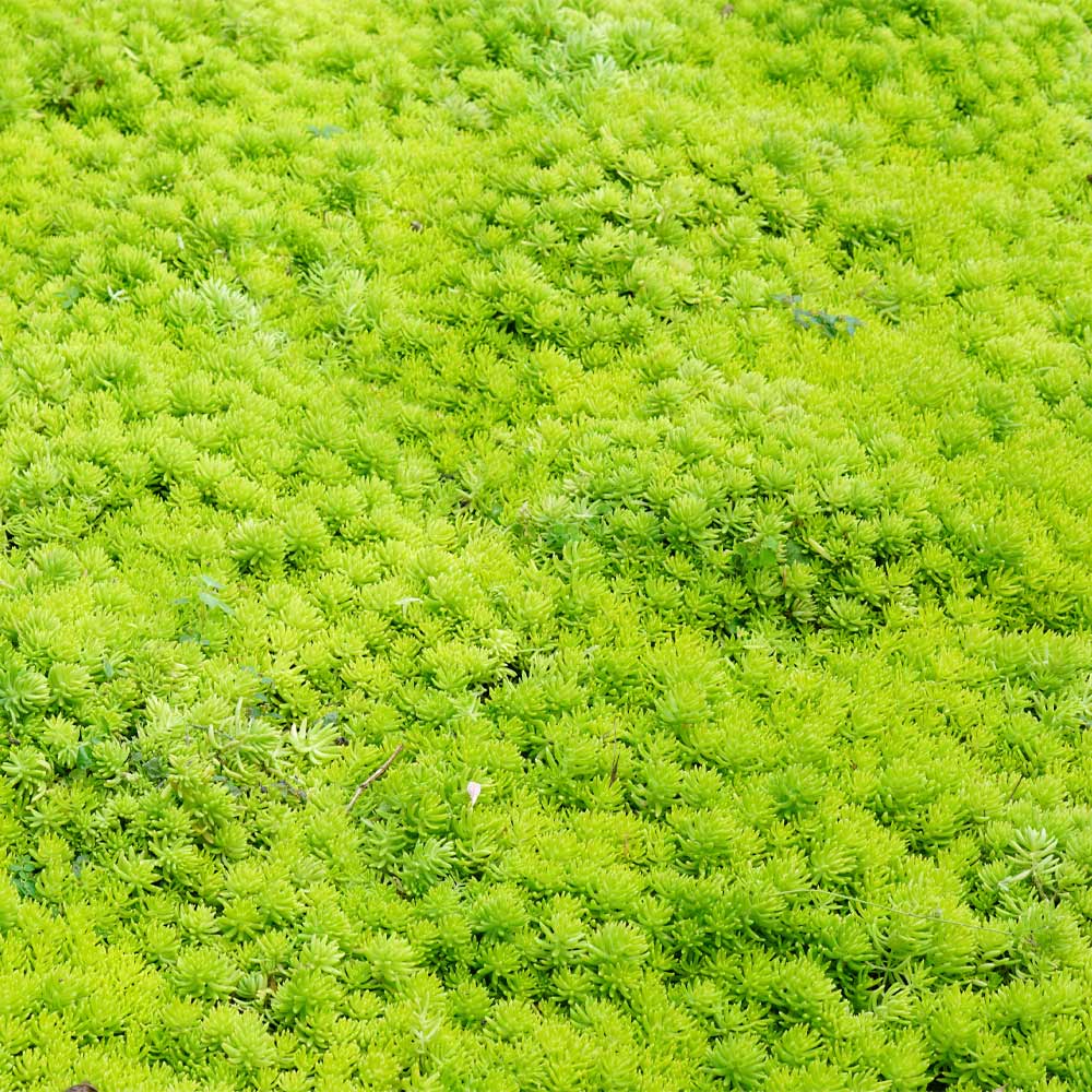 Angelina Sedum Plant - Image 3