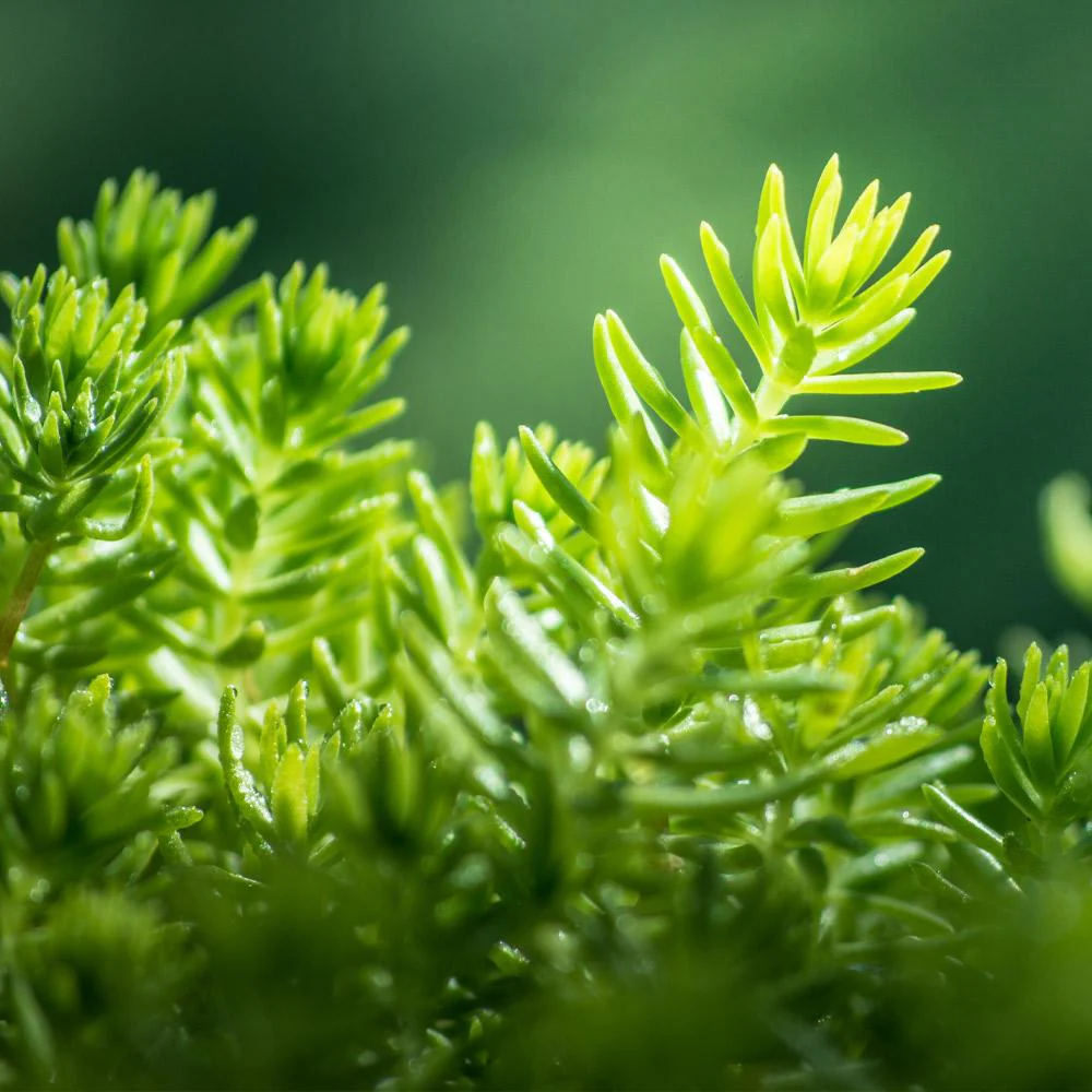 Angelina Sedum Plant - Image 4