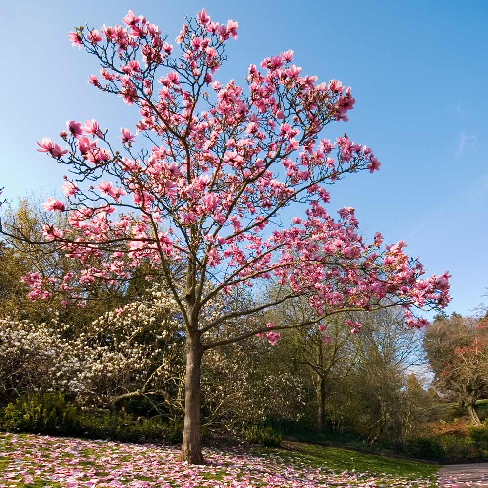 Ann Magnolia Tree - Image 3