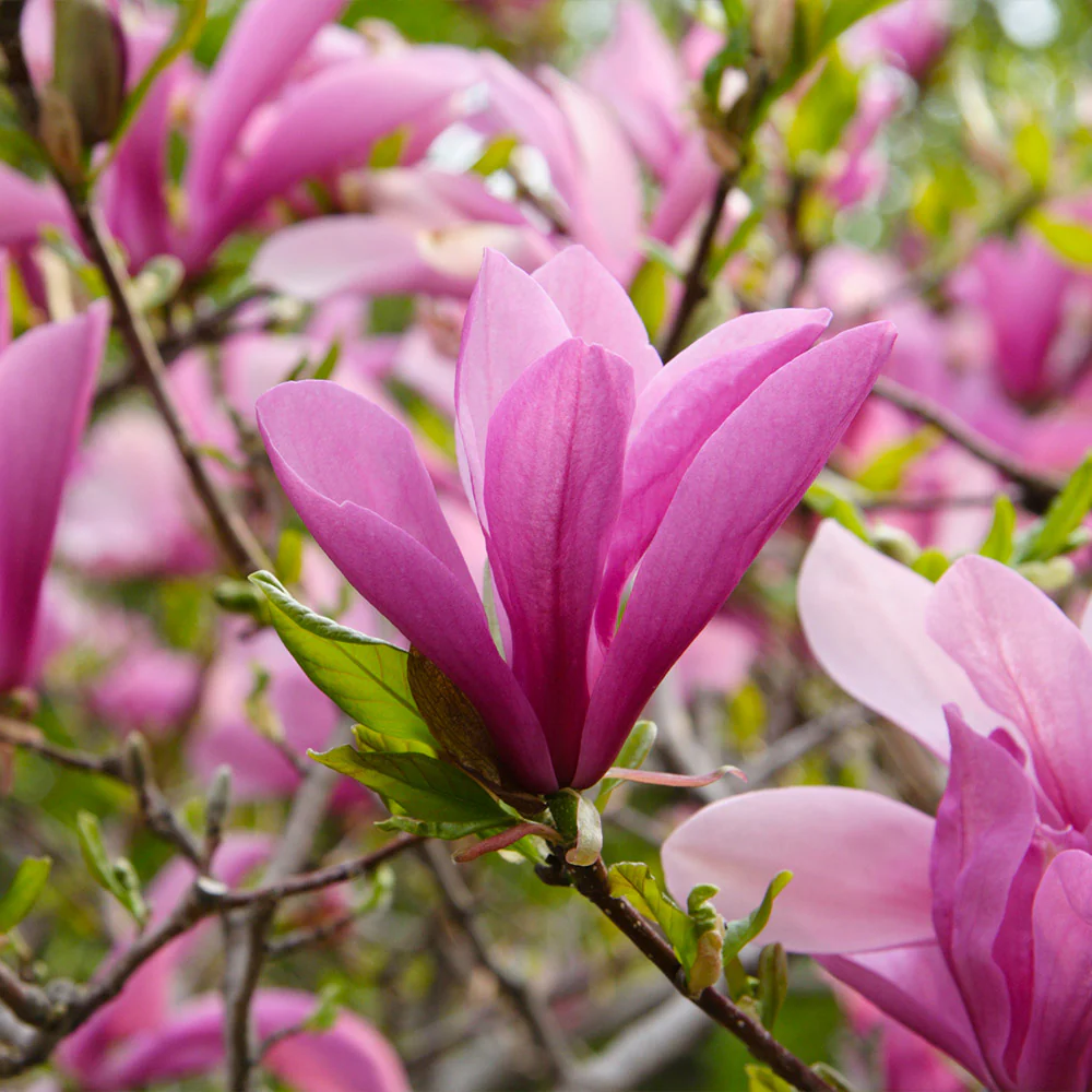 Ann Magnolia Tree - Image 4
