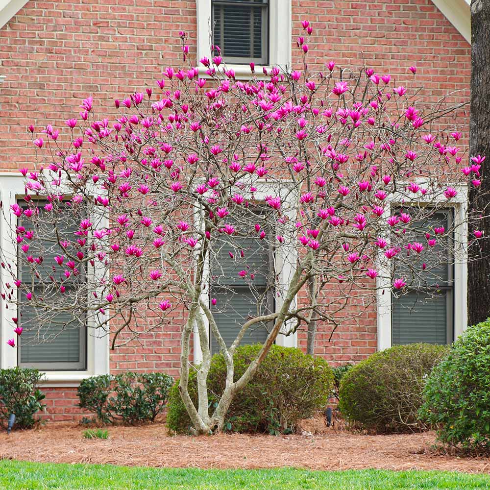Ann Magnolia Tree - Image 5