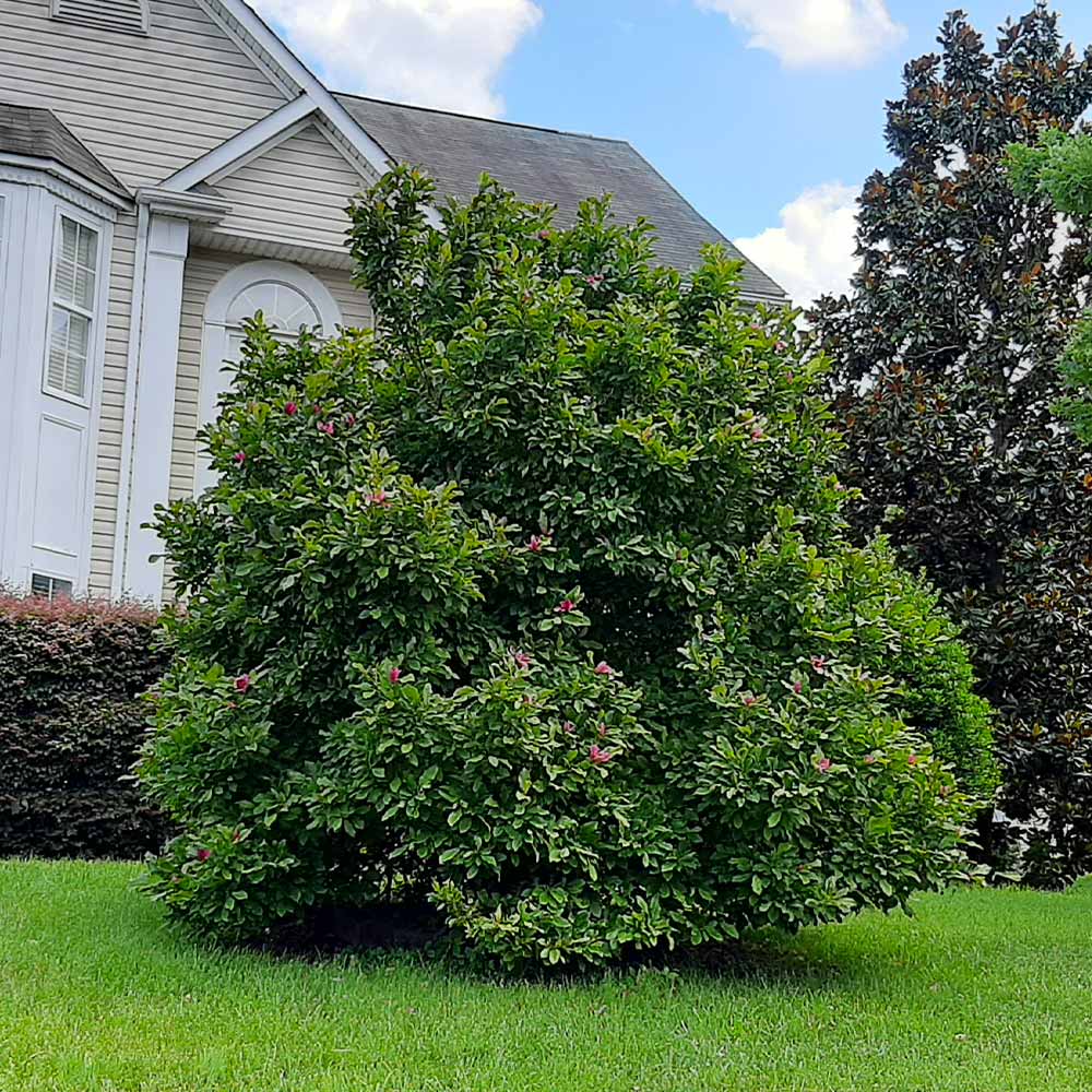 Ann Magnolia Tree - Image 6