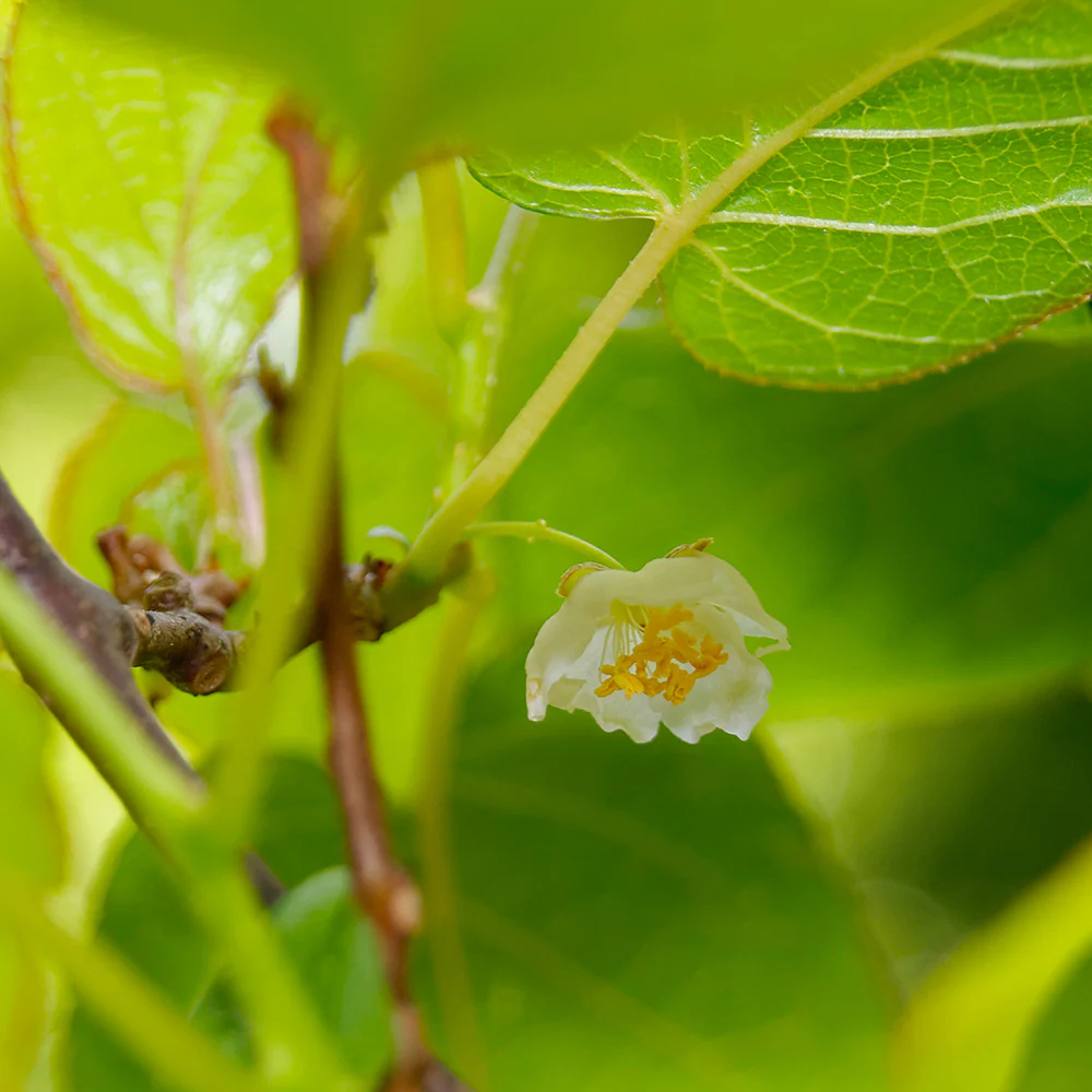 Anna & Meader Hardy Kiwi Vine - Image 3