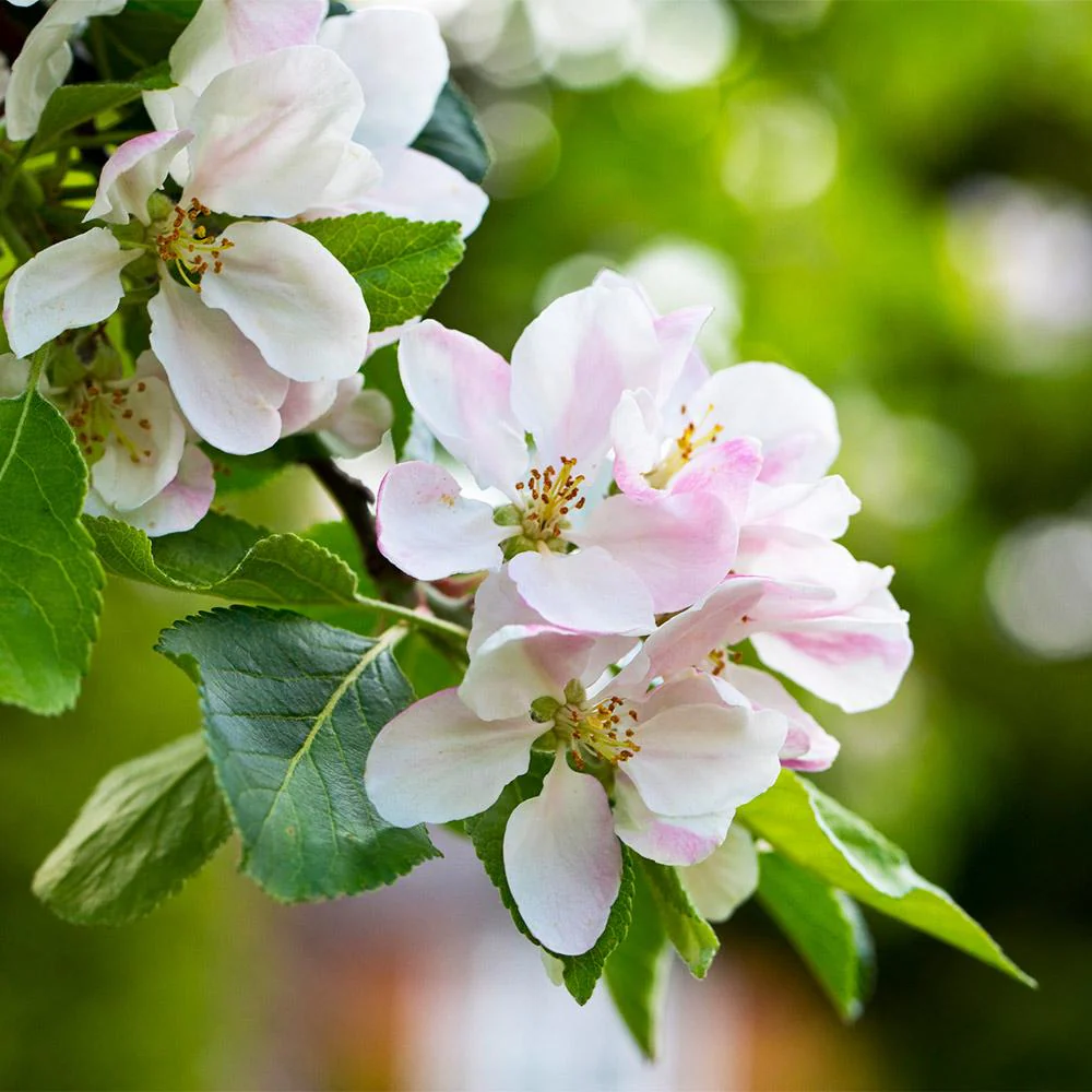 Anna Apple Tree - Image 4