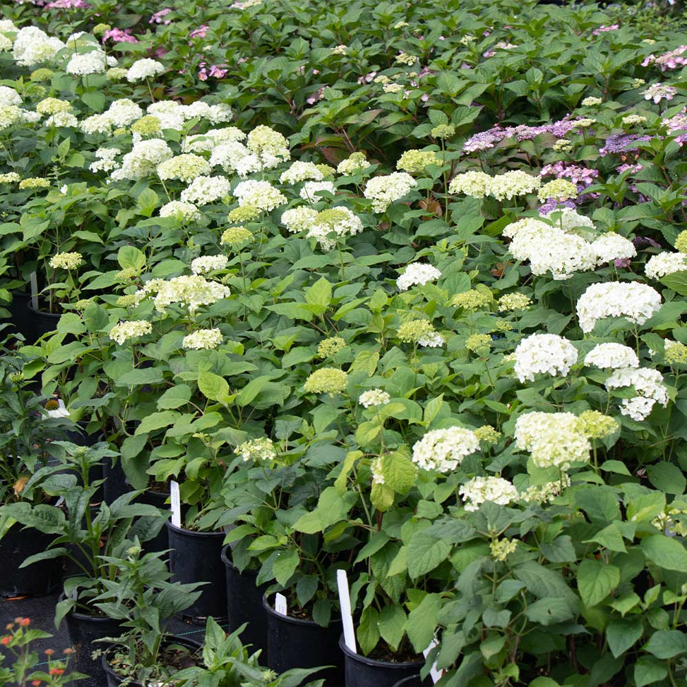 Annabelle Hydrangea Shrub - Image 5
