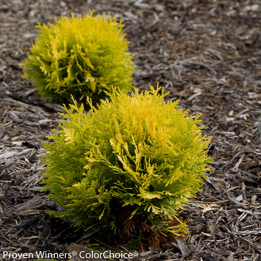 Proven Winners® ColorChoice® Anna's Magic Ball® Arborvitae Shrub - Image 2
