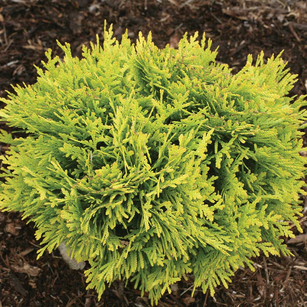 Proven Winners® ColorChoice® Anna's Magic Ball® Arborvitae Shrub - Image 3