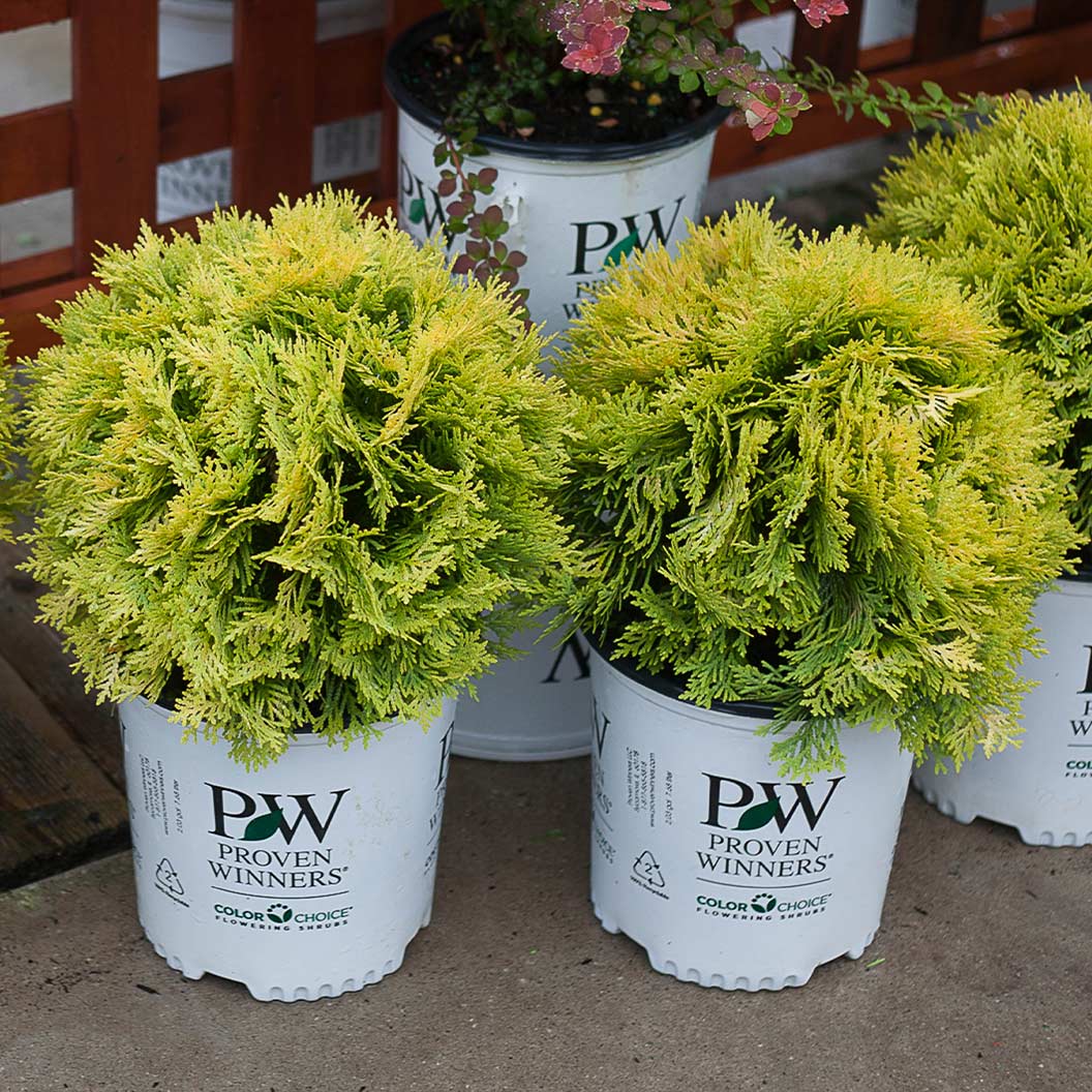 Proven Winners® ColorChoice® Anna's Magic Ball® Arborvitae Shrub - Image 4