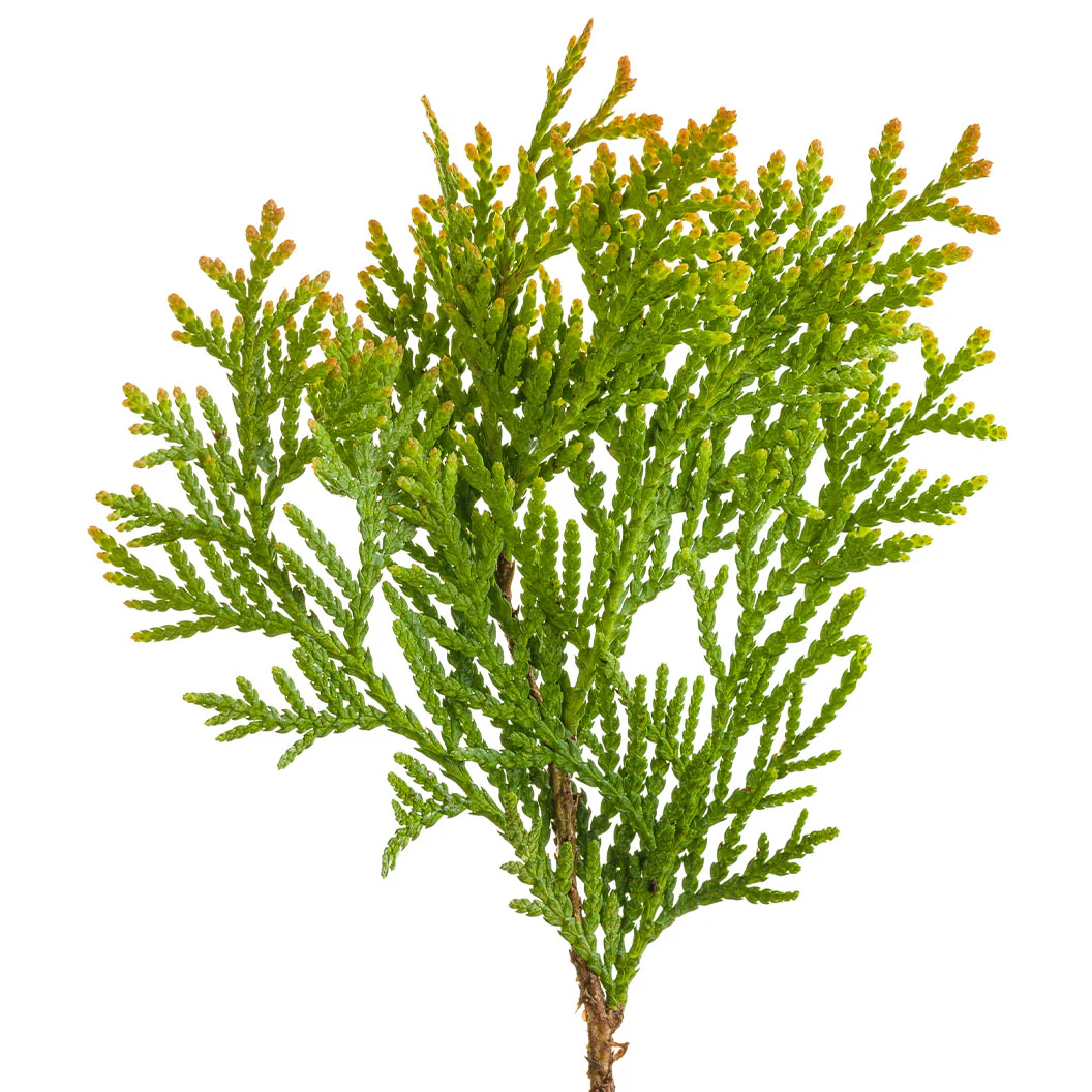 Proven Winners® ColorChoice® Anna's Magic Ball® Arborvitae Shrub - Image 5