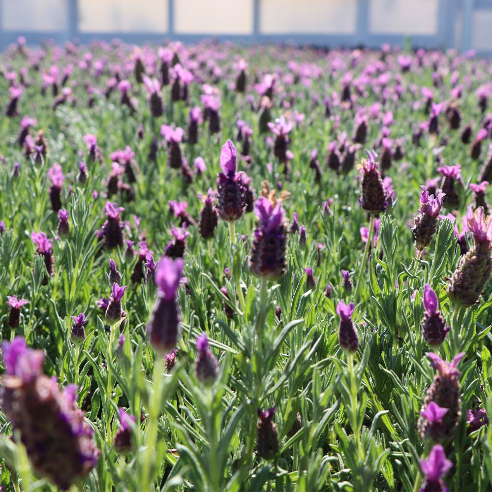 Anouk Dark Purple Lavender Plant - Image 2