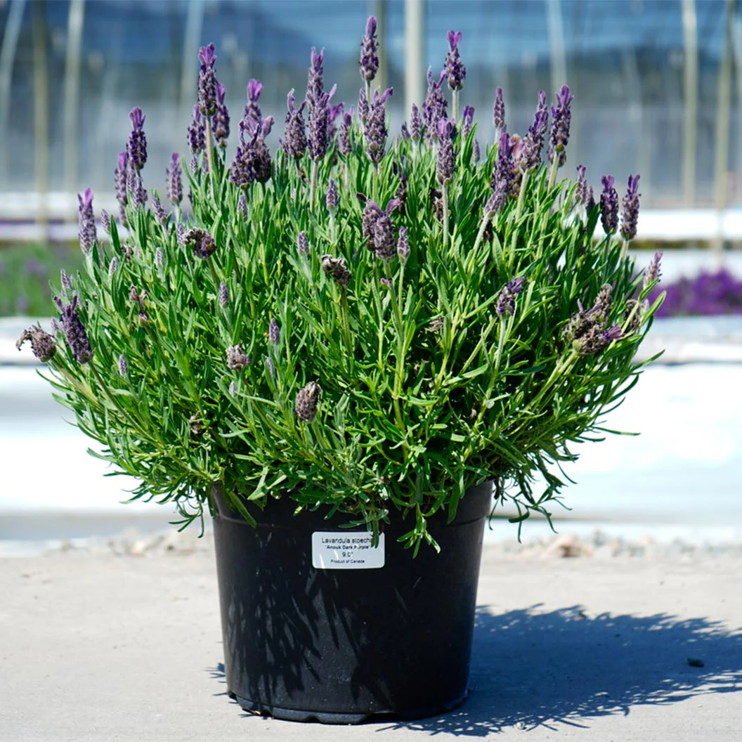 Anouk Dark Purple Lavender Plant - Image 3