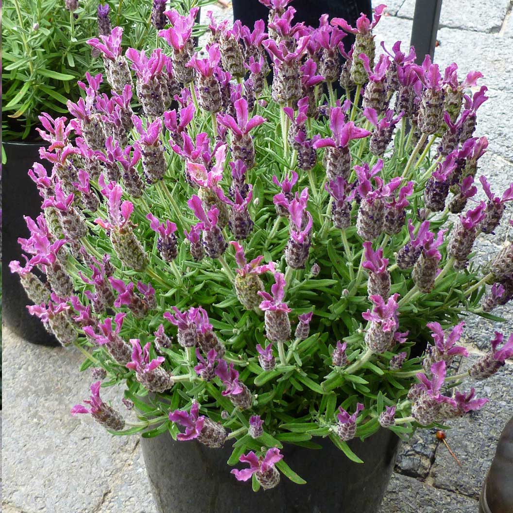 Anouk Deep Rose Lavender Plant - Image 2