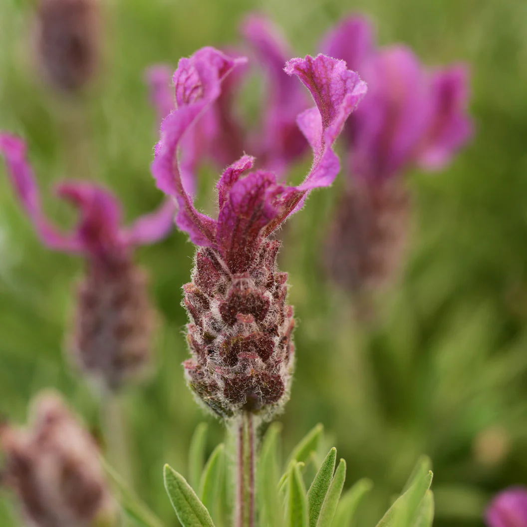 Anouk Deep Rose Lavender Plant - Image 3