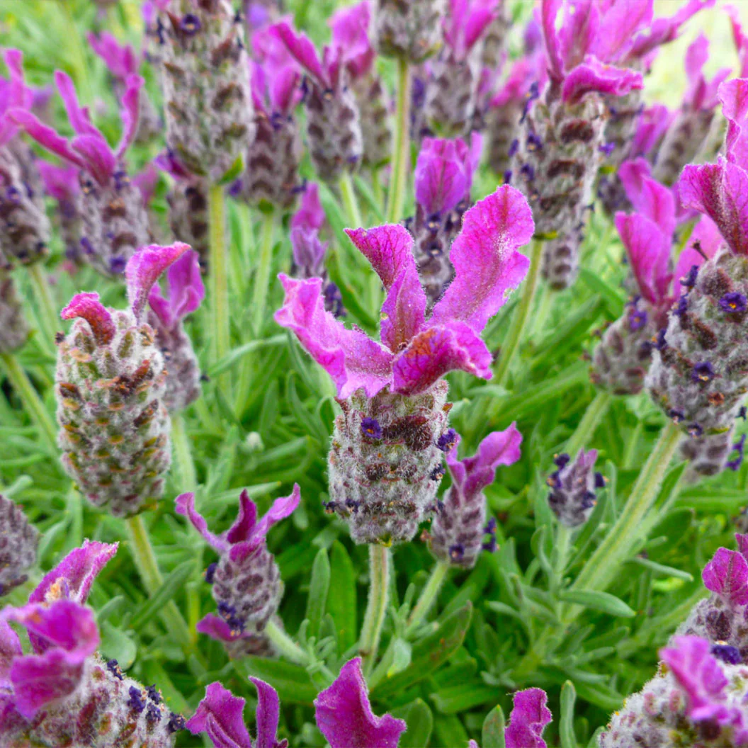 Anouk Deep Rose Lavender Plant - Image 4
